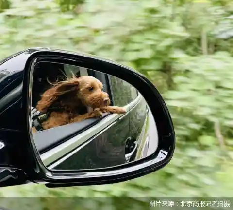 萌宠出海热爆全球，航司酒店抢滩宠物友好新赛道